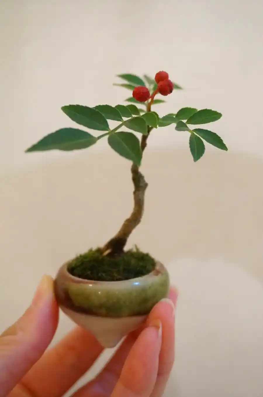 گیاه بونسای مینیمال