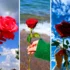 عکس پروفایل دخترونه گل؛ ۱۵ مدل فوق‌العاده برای پروفایل‌های شیک