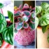 گلدون طبیعی و خونگی برای آپارتمان‌؛ ۱۵ ایده زیبا و کاربردی برای هر گوشه خانه
