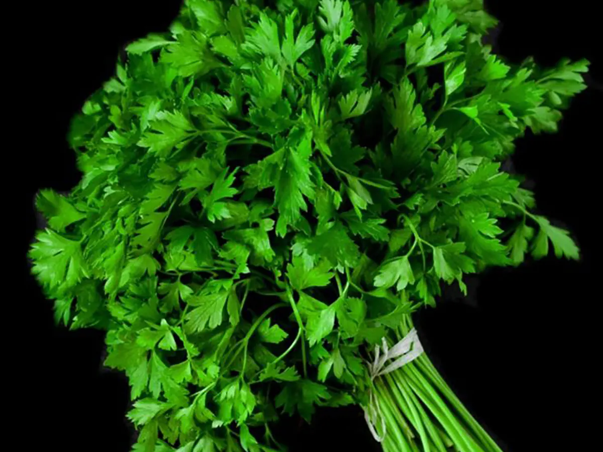 خواص گشنیز برای مردان