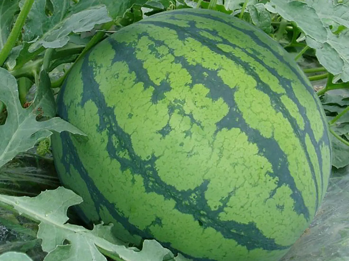 خواص حنظل