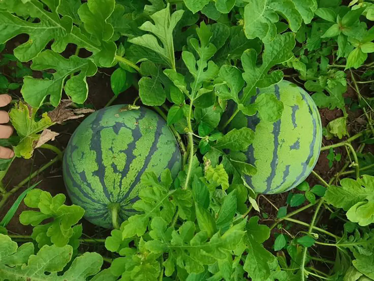خواص روغن حنظل در ناف