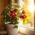 کاشت گوجه گیلاسی در گلدان | راهنمای قدم به قدم برای مبتدیان + نکات مهم