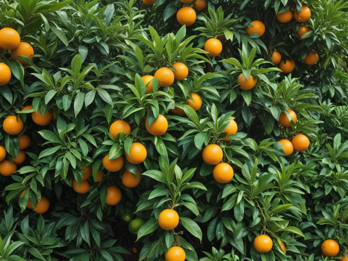 خواص برگ نارنج