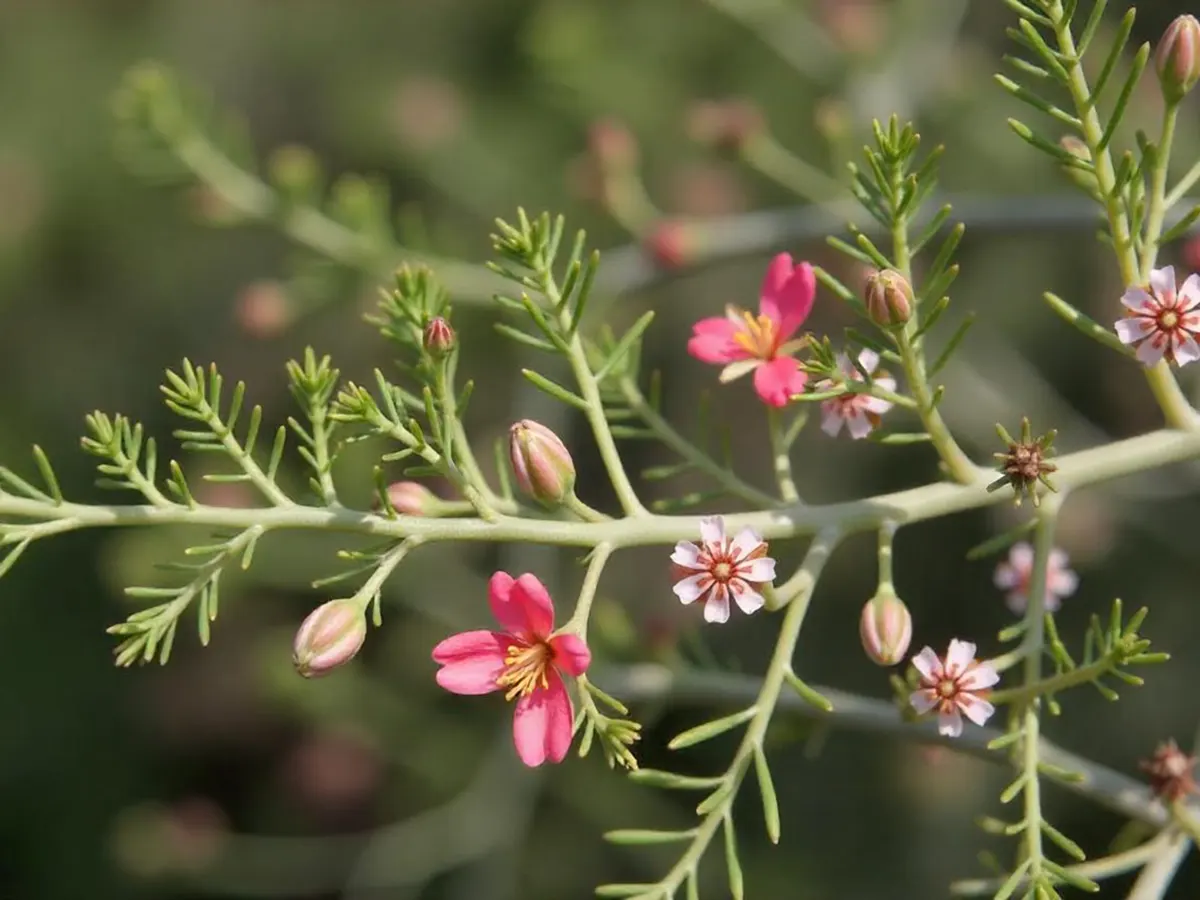 خواص خارشتر برای کبد
