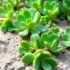 خواص و مضرات خرفه برای لاغری + 20 نکته ضروری قبل از مصرف!