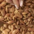 خواص و مضرات تخمه ژاپنی برای لاغری + 17 نکته ضروری قبل از مصرف!