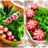 سرو سبزی خوردن مجلسی؛ چیدمان سبزی خوردن که مهمونی‌تون رو خاص می‌کنه