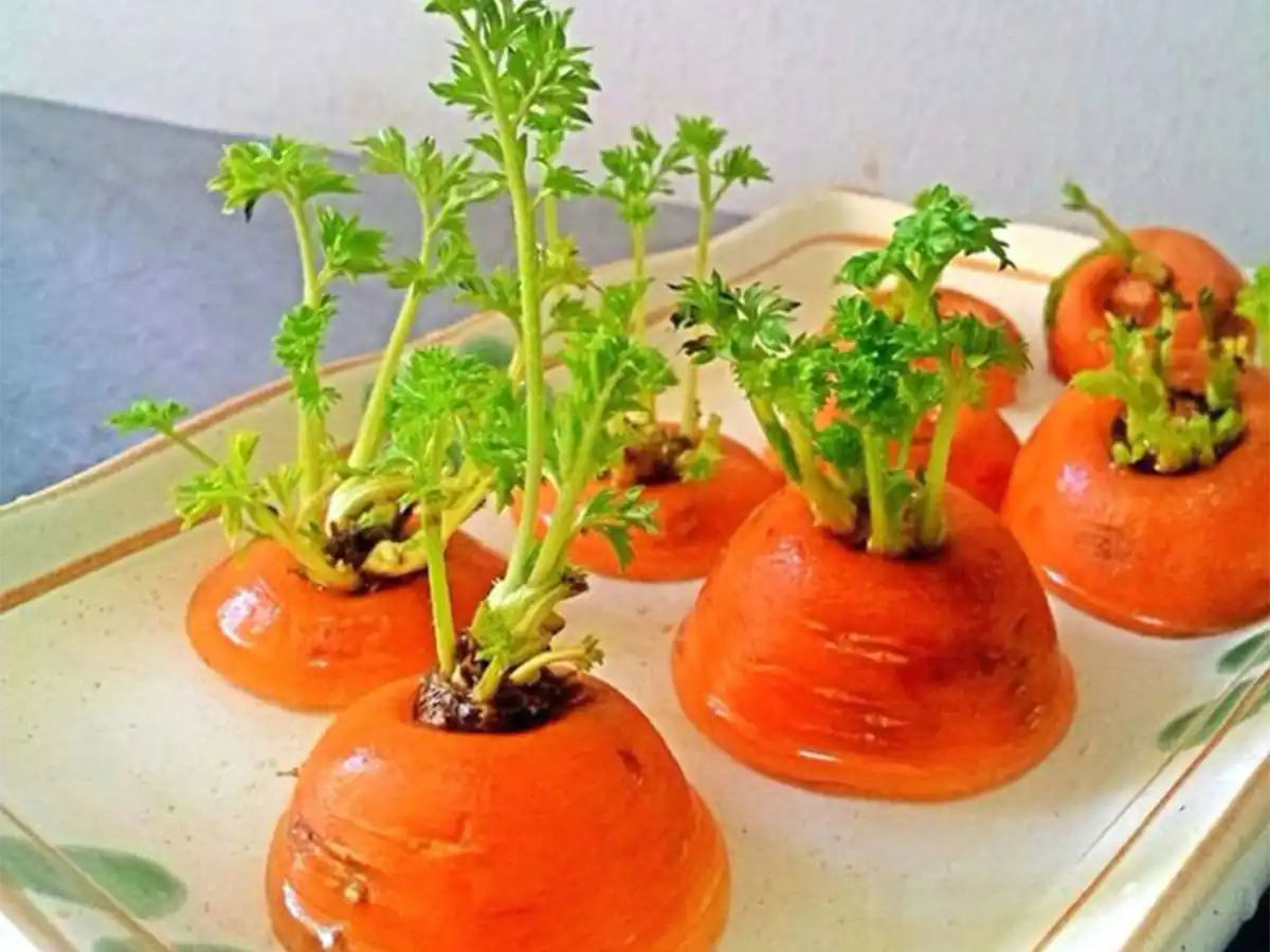 کاشت سبزه هویج برای عید