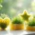 کاشت سبزه عید روی اسفنج | 10 ترفند برای داشتن سبزه ای زیبا