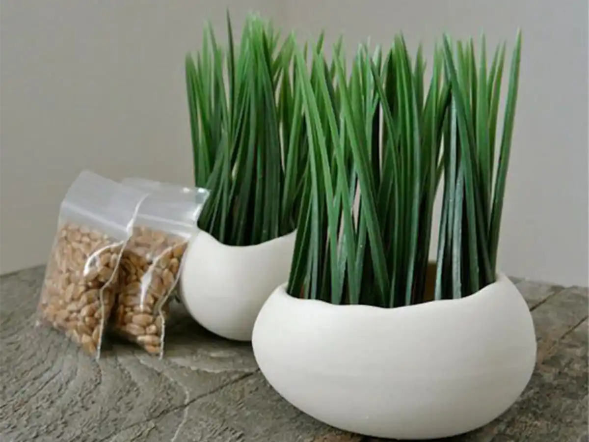 کاشت سبزه خرما برای عید