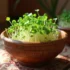 کاشت سبزه ماش نوروزی | 10 نکته و ترفند حرفه ای برای سبزه ای سرسبز