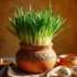 کاشت سبزه سیر برای عید نوروز | 10 نکته مهم برای رشد سریع تر