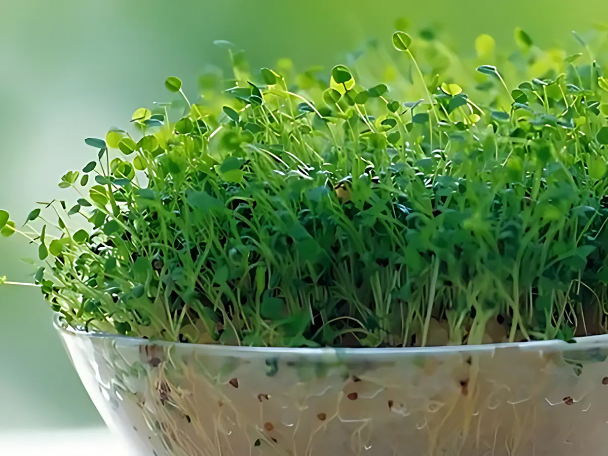 کاشت سبزه یونجه نوروزی