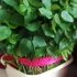 کاشت سبزه لوبیا چشم بلبلی برای سفره هفت سین + 10 نکته مهم و ضروری