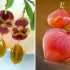 گوشواره گلبرگ رزینی؛ ۱۵ مدل دست‌ساز که هرکدوم یه تیکه از طبیعته