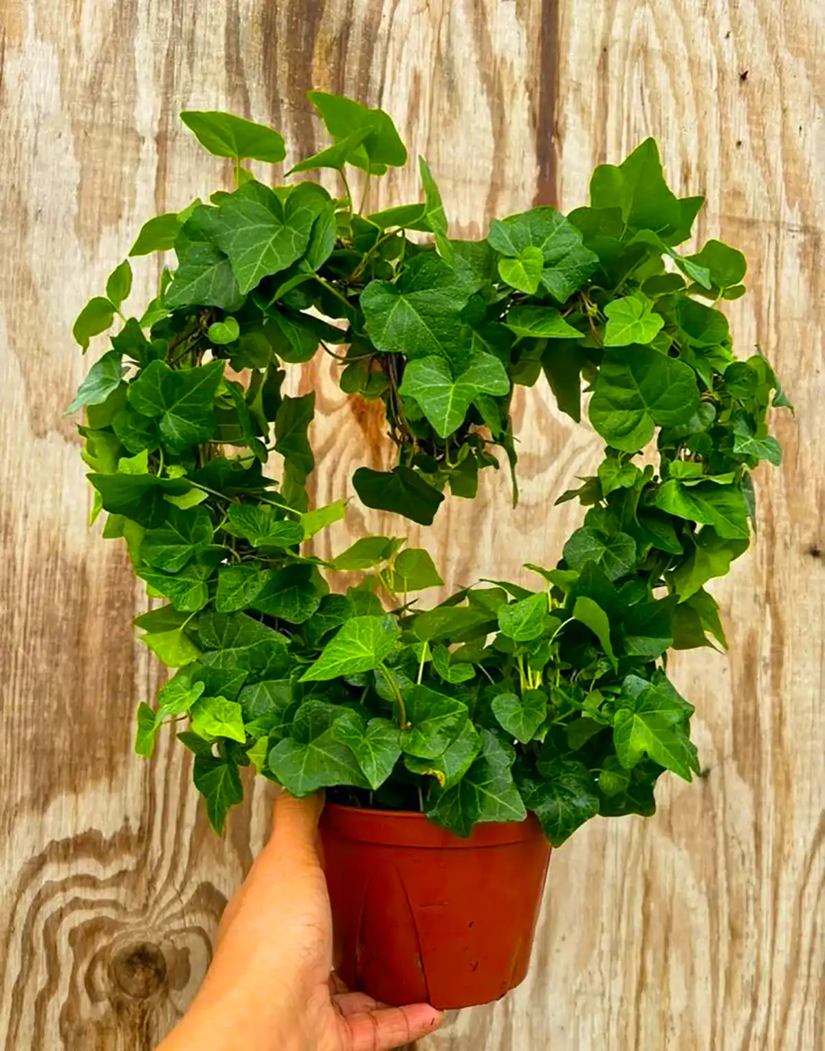 گلدوون پتوس دکوری