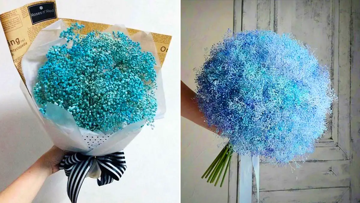 دسته گل آبی ژیسپوفیلا